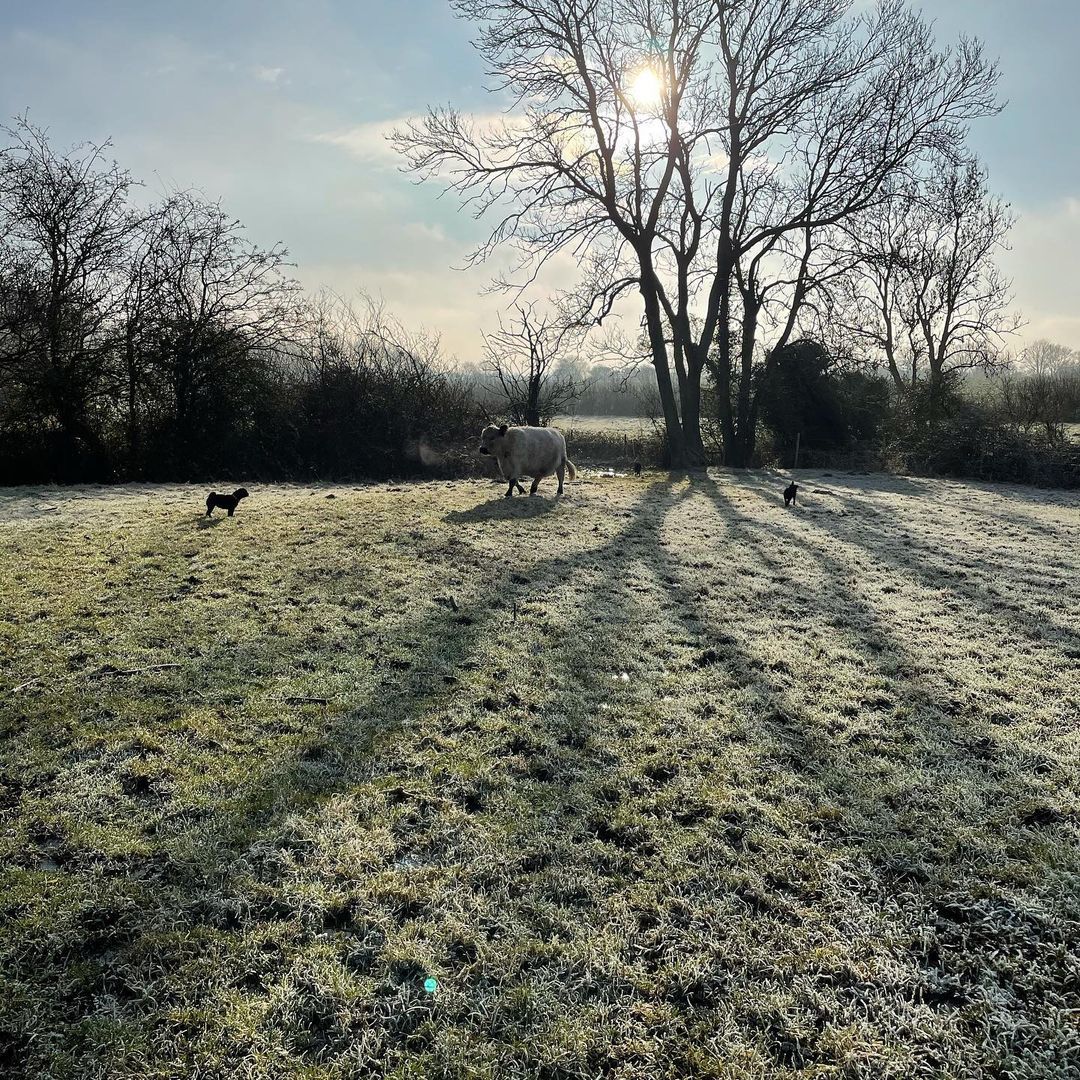 Berry in the frost  #nativecattle #norfolklife...