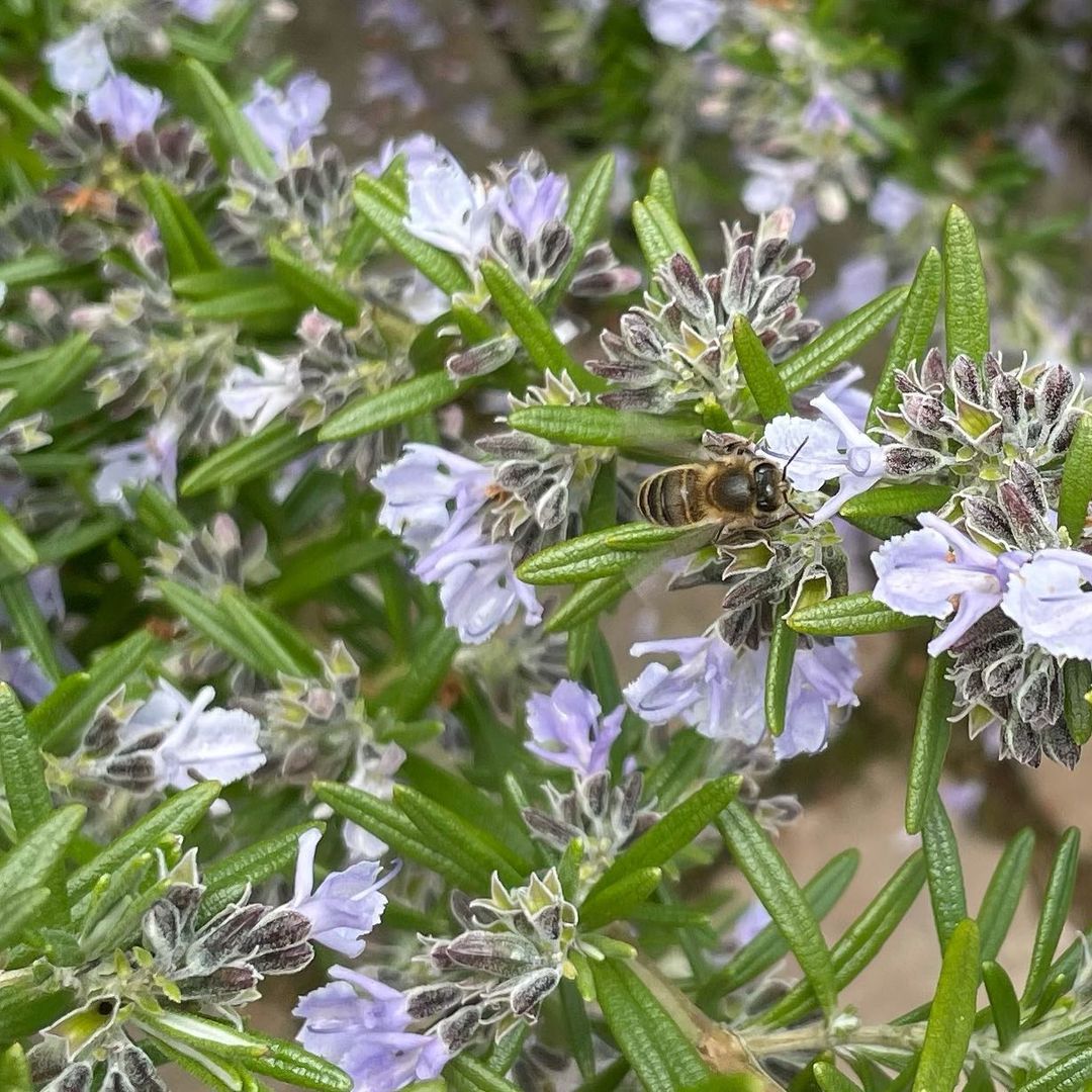 The bees are loving the rosemary flowers  #bees...